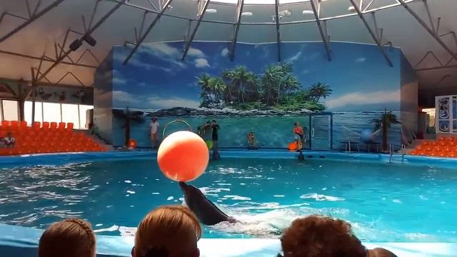 Дельфинарий в Джубге. смотреть онлайн