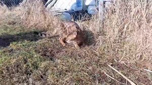 Почему никто не сказал нам, что в деревне жить так хорошо, особенно для кошки.