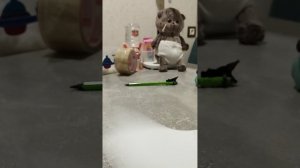 бумажная таба лапка и плюшевый кот Басик 🐾