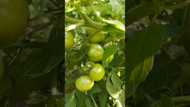 Помидоры "Санька" и "Бычье сердце"