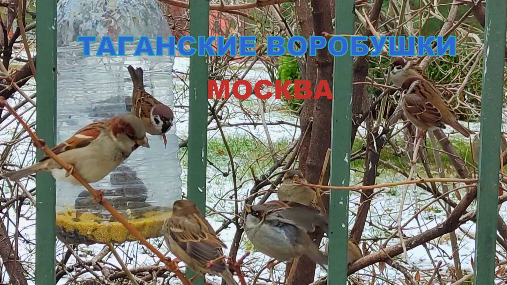 Таганские воробушки рядом с храмом Николая Чудотворца на Болвановке#Москва#Таганка 24.11.2024