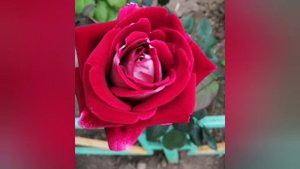 Повалий Таисия