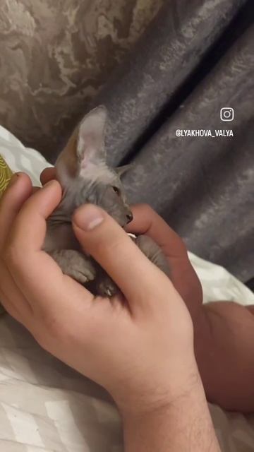 сфинкс смотреть онлайн