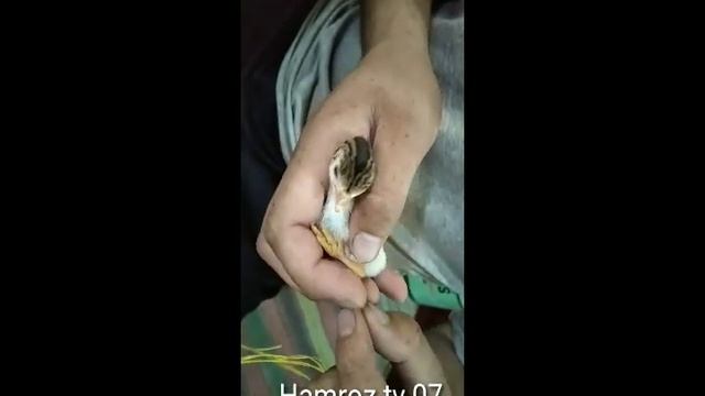 как исправить шпагат цпленка смотреть онлайн