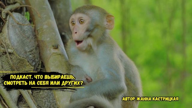 Подкаст. Что выбираешь, смотреть на себя или других?
