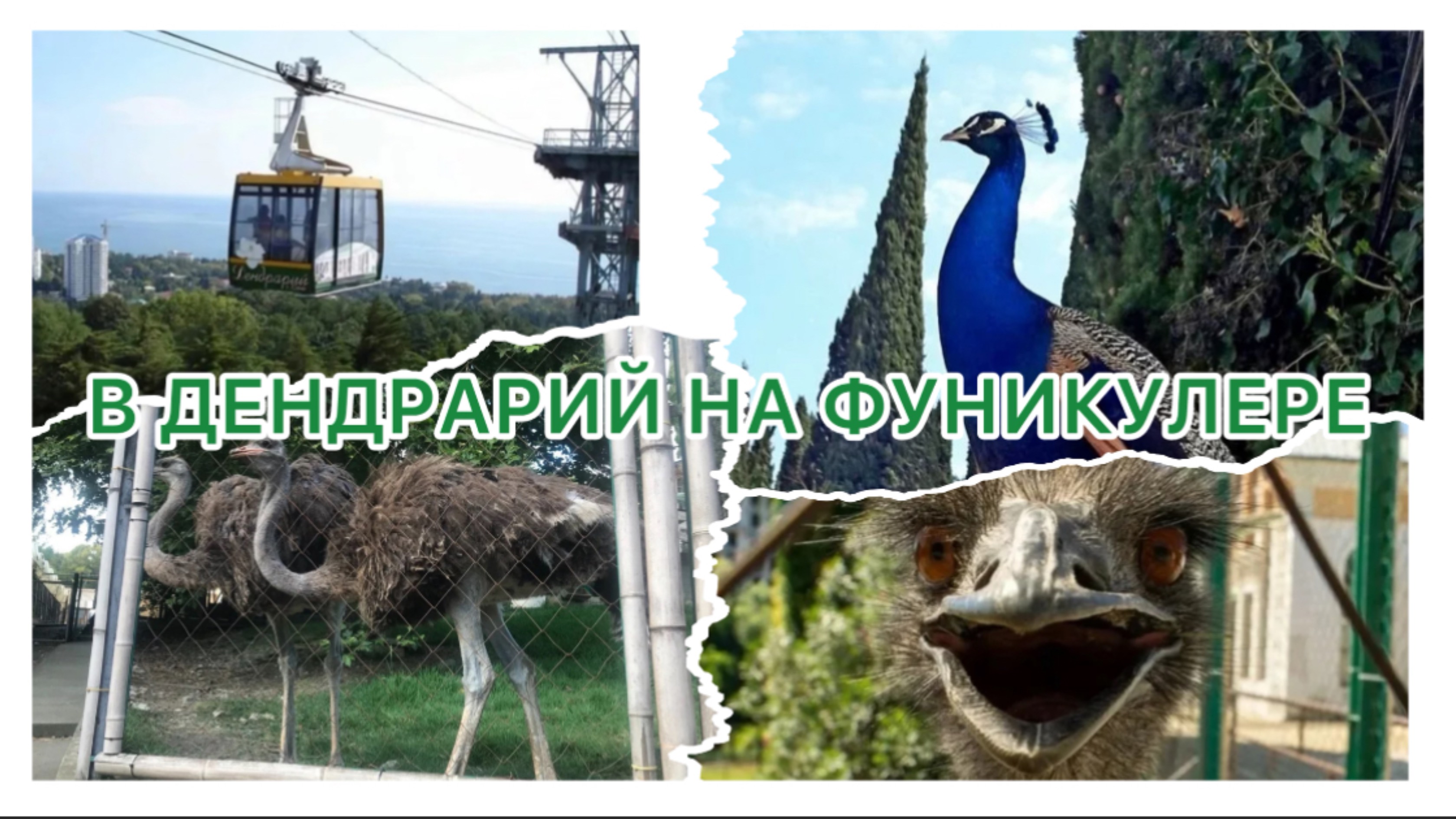 Фуникулёр в дендрарий. г. Сочи 🦚🦆🪿 смотреть онлайн