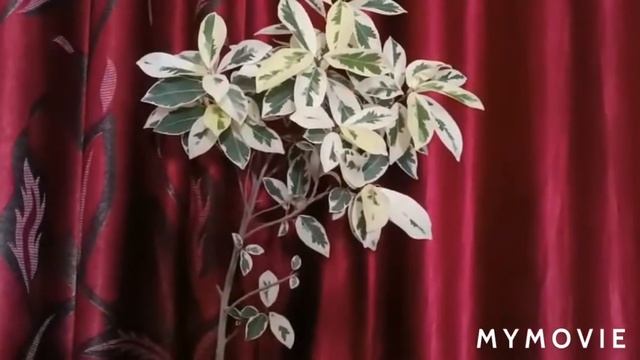 A good Air purifier/Starlight ficus/ care and propagation/Low light indoor plants.