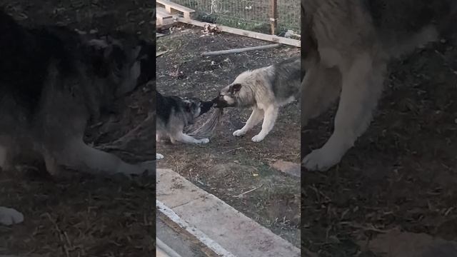 Соня и Сеня делят инвентарь для уборки