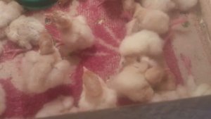 Если индюшонок переворачивается