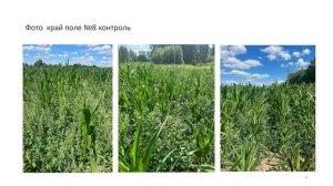 гербицид на кукурузе делимся опытом