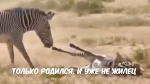 Мама спасает Малыша - Жизнь животных - Зебры
