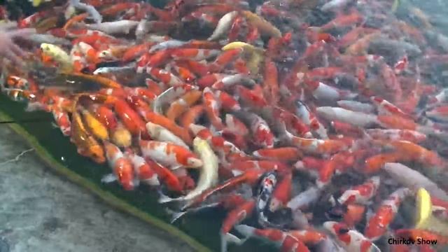 Гигантские карпы КОИ смотреть онлайн