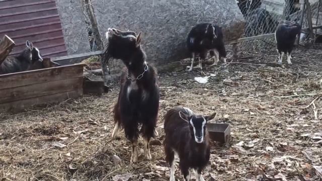Новый сезон окота начался. смотреть онлайн