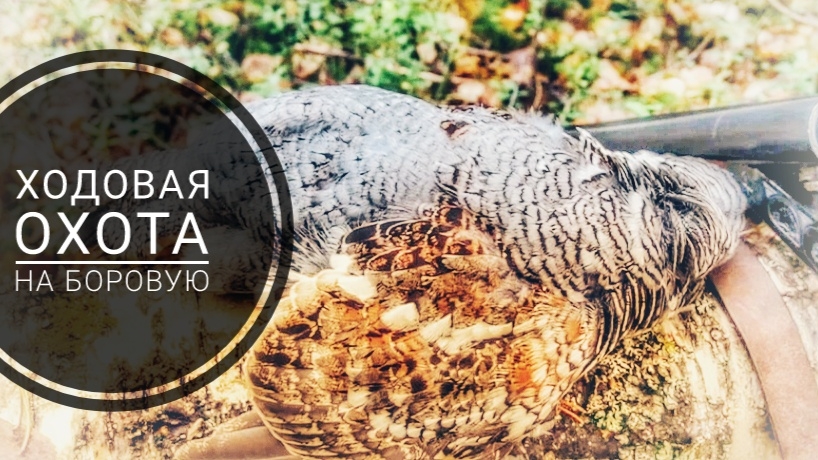 Ходовая охота в осеннем лесу,охота на боровую дичь смотреть онлайн