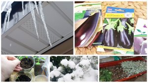 Спустилась посмотреть как зимуют мои растения. Баклажаны начали всходить.