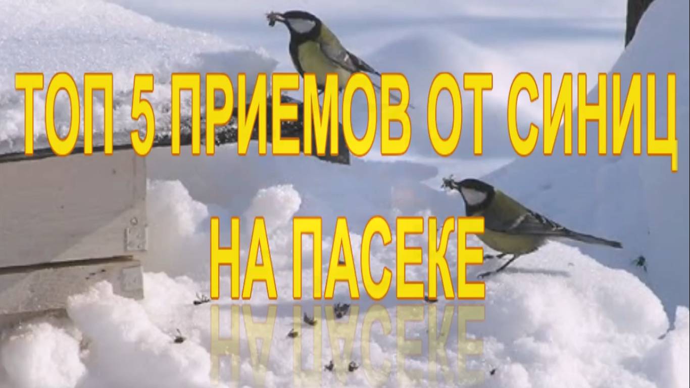 ТОП 5 ПРИЕМОВ ОТ СИНИЦ НА ПАСЕКЕ смотреть онлайн
