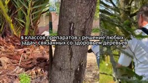 О компании «Здоровое дерево» | Технология стволовых микроинъекций