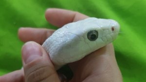 Ласковый техасский полоз.