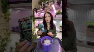 Как вырастить ель конику в домашних условиях #ель #shorts