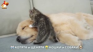 Котята и Щенята 😹 Кошки и Собаки ❣️🥰😂 (40)