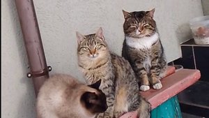 Мама - Папа - и я