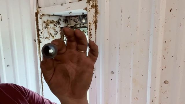Как убрать пчел из помещения для хранения магазинов и откачки меда? (Фил Фелдхус, Канада)
