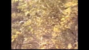 fix8   / hermaphrodite / МУЗЫКА КОСМОС