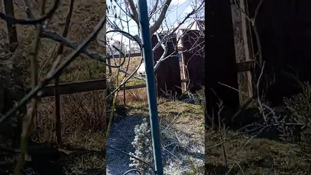 универсолис