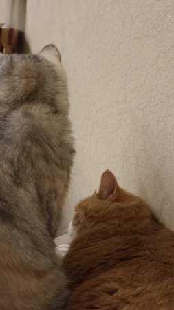 Драться и лизаться
