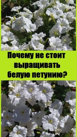 Почему не стоит выращивать белую петунию?