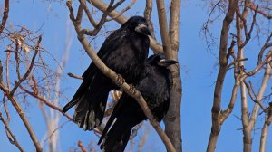 День Герасима – грачевника