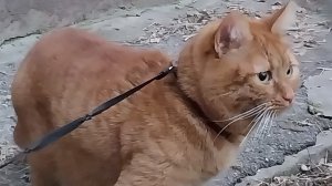 Классное видео о рыжем коте-66 выпуск.