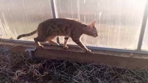 Животные лучшие друзья человека. Наша кошка главная помощница всегда рядом. - Trim