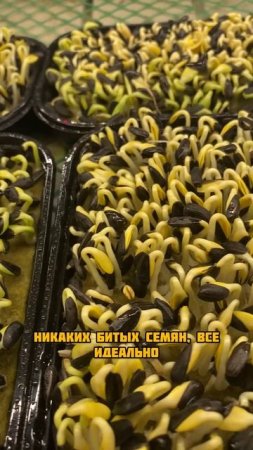 Подсолнечник