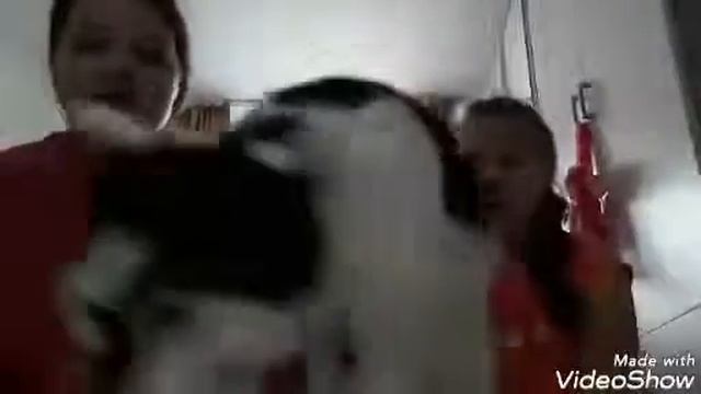 Челендж попробуй не запить, и мы балуемся. Вместе с Лизой пушистый зверёк! смотреть онлайн