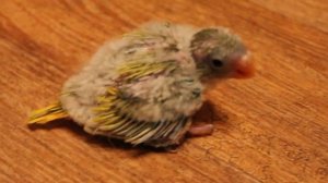 Шпагат у птенца попугая. Проблемы с лапками.