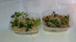 Укоренение черенков гортензии метельчатой прошло успешно.Каменск-Уральский.21.03.2025