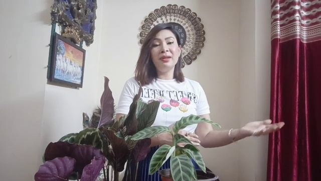 All About Calathea Zebrina Plant Care And Some Important Tips With Annie Gogoi 🥰 смотреть онлайн