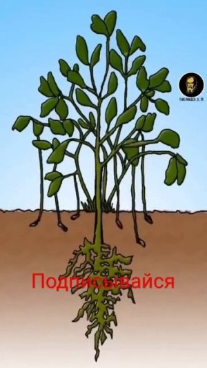 Вот как растет арахис. Арахис является единственным орехом, который растет не на дереве