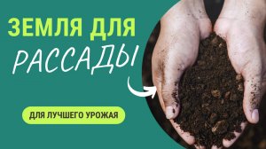 Вот такая земля нужна рассаде🌱. Только посмотрите как она в ней растет!