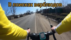 Ставропольские верблюды!