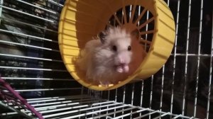 Хомячки кушают брокколи. 3 хомяка.