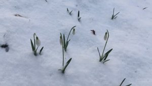 Подснежники. Стихи и видеомонтаж мои. Музыка Феликса Мендельсона