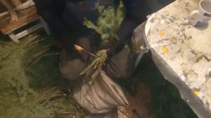 делаем односторонние веники из пихты