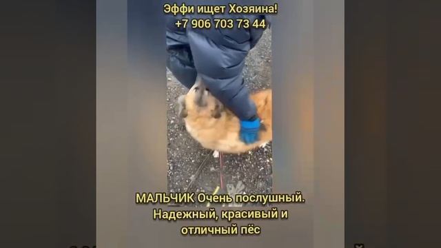мальчик с отлова очень хочет найти мамупапу