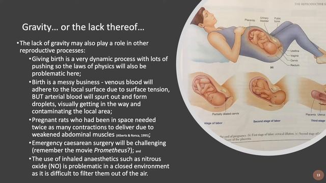 Human reproduction in the space environment: challenges and conundrums