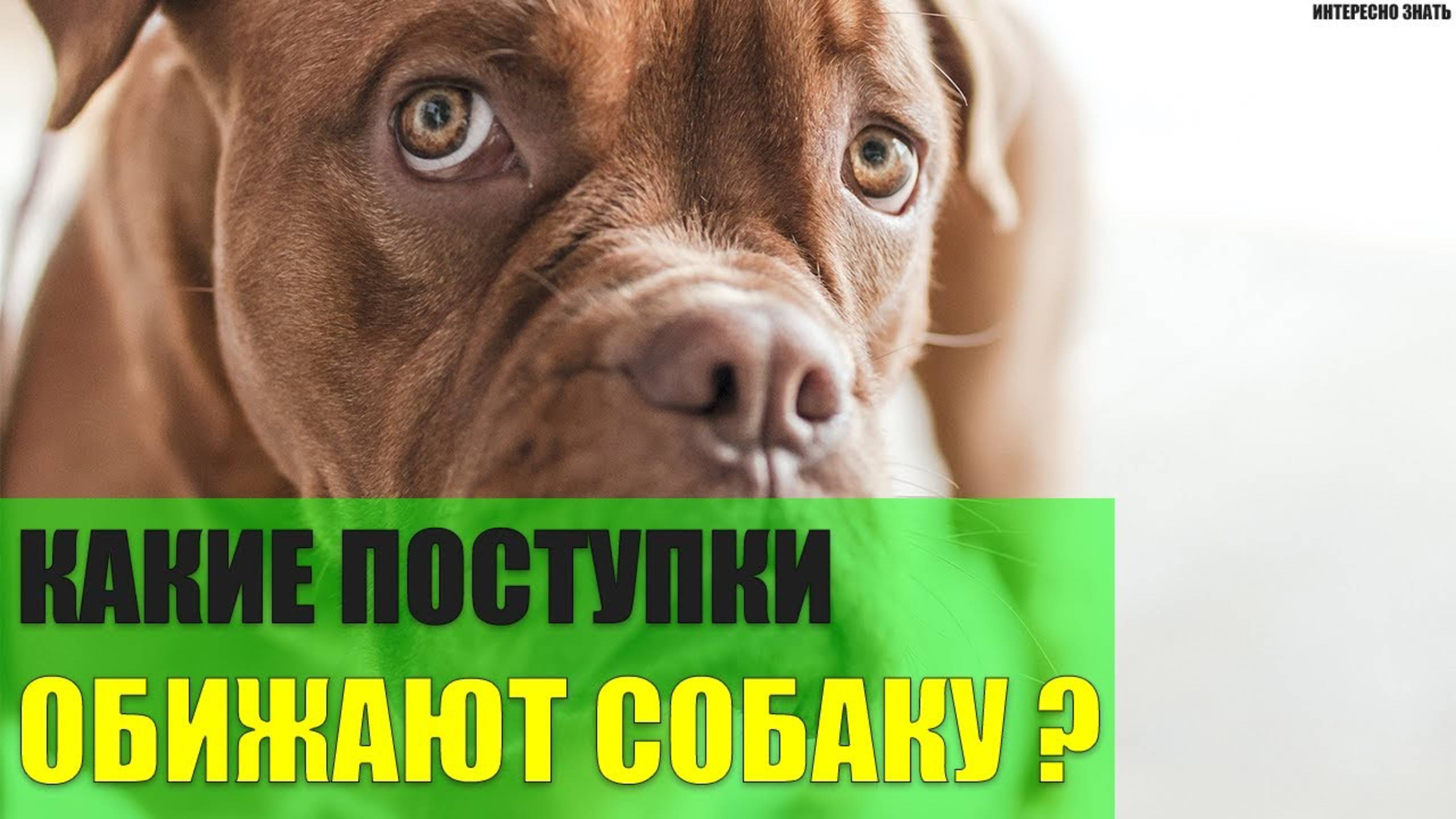Какие поступки хозяина обижают собаку?