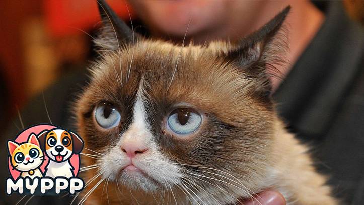 🐈 Наглость - кошачье счастье! 🐕 Смешное видео с кошками и котятами для хорошего настроения!