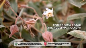Триходесма седая (Trichodesma incanum)