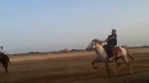 Мой характер КИШ / СУПЕР ИНОХОДЕЦ  РАЗ